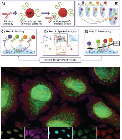 M3P technology enabling simple custom probe preparation and highly multiplexed single cell imaging. M3P technology enabling simple custom probe preparation and highly multiplexed single cell imaging.