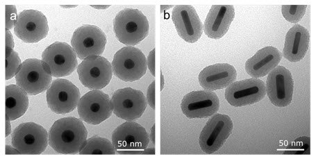 Scanning electron microscopy (SEM) image of (a) Silica-coated gold nanospheres and (b) silica-coated gold nanorods Examples of silica coated gold nanospheres and nanorods are shown in Figure 1.
