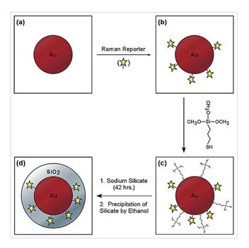 Schematic illustration of the core−shell nanoparticle structure and the procedure for preparing silica-coated SERS-active gold colloids. (a) Colloidal gold particles in the size range of 55−65 nM, optimized for surface Raman enhancement at 632−647-nM excitation; (b) gold particles with an adsorbed Raman reporter; (c) gold particles with both the reporter and mercaptopropyltrimethoxysilane (a common coupling agent); and (d) silica-coated gold particles with a Raman spectroscopic reporter embedded at the core−shell boundary (Source: Reprinted with permission from Anal. Chem., 2003, 75 (22), pp 6171–6176. Copyright 2003 American Chemical Society) Schematic illustration of the core−shell nanoparticle structure
