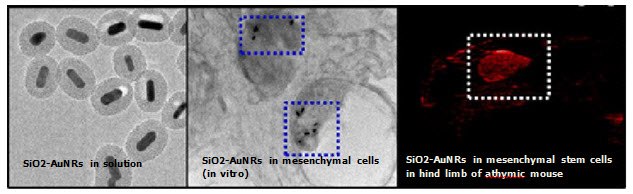 The first panel shows TEM images of SiO2-AuNRs (Silica-coated Gold Nanorods) with peak absorption 676 nm, silica-coating thickness 20 nm and the second panel confirms the presence of SiO2-AuNRs inside Mesenchymal Stem Cells after injection into muscle tissue of living mice; the third panel shows contrast-enhanced photoacoustic images of the intramuscular injection of SiO2-AuNRs -labeled mesenchymal stem cells into hind limb muscle of an athymic mouse (Source: Reprinted with permission from ACS Nano 2012 6 (7), 5920-5930. Copyright 2012 American Chemical Society) The first panel shows TEM images of SiO2-AuNRs