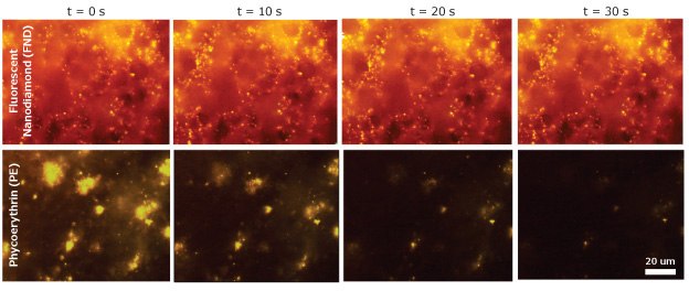 Time-lapse of blood clots incubated with a biotinylated platelet activation antibody Time-lapse of blood clots incubated with a biotinylated platelet activation antibody