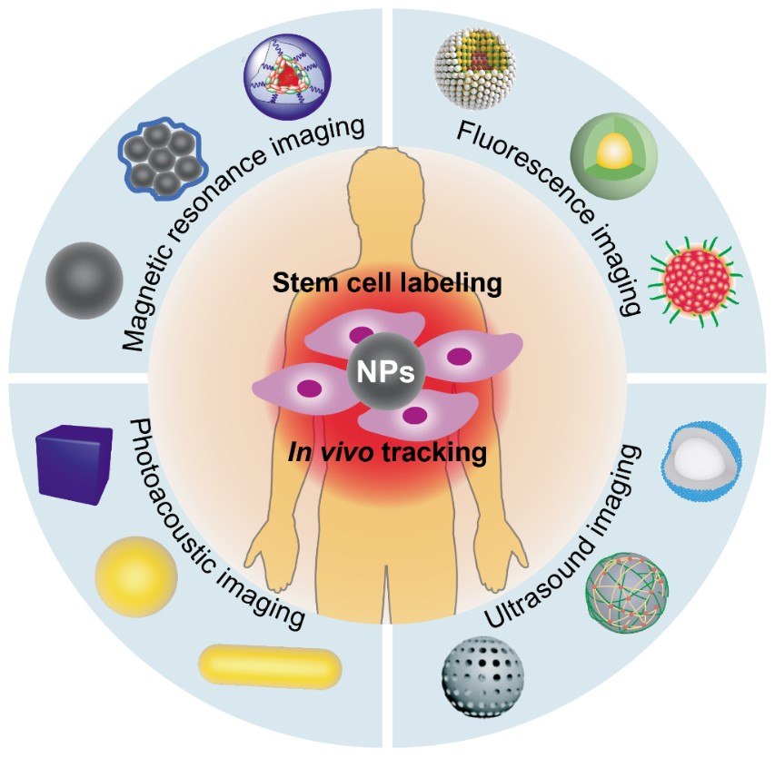 Various contract nanoagents Various contract nanoagents designed for magnetic resonance imaging, fluorescence imaging, ultrasound imaging, and photoacoustic imaging modalities in stem cell tracking in vivo.