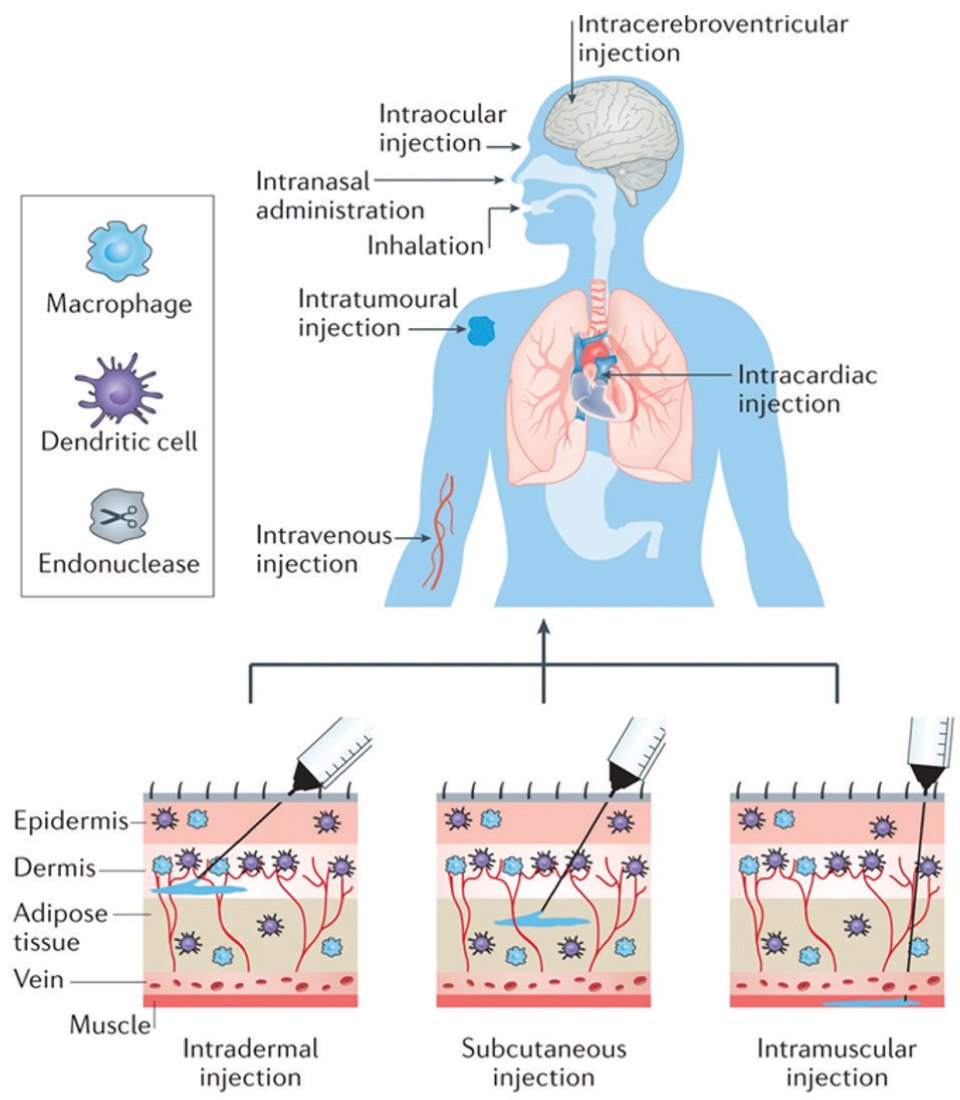 Administration routes for LNP–mRNA formulations An animated graphic of a human, highlighting different organs, and the administration routes for the LNP–mRNA formulations, including intravenous injection, intramuscular injection, subcutaneous injection, intradermal injection, and aspiration administration. The bottom shows the extent to which the injection needle penetrates the skin layer (epidermis, dermis, adipose tissue, vein, muscle) in case of intradermal, subcutaneous, and intradermal injection from left to right.