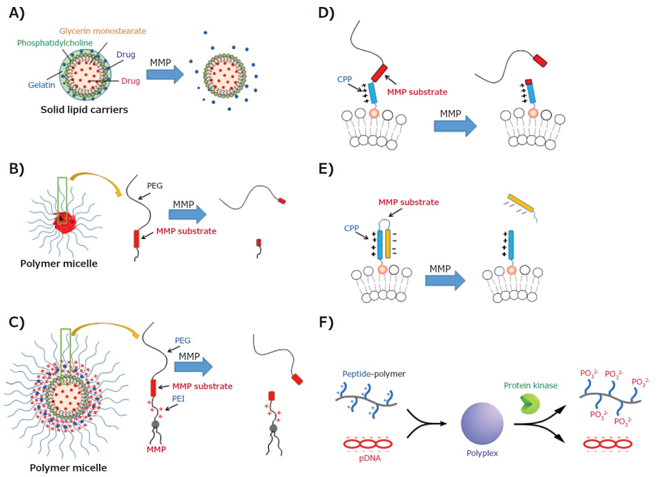 Enzyme-responsive carriers. <b>A)</b> Gelatin-coated solid lipid nanoparticle. <b>B)</b> PEG removal with MMP in polymer micelle. <b>C)</b> PEG removal and CCP expose with MMP in lipid coated nanoparticle. <b>D)</b> PEG removal with MMP in liposome. <b>E)</b> PEG removal and CCP expose with MMP in liposome. <b>F)</b> Protein kinase-responsive gene release. Enzyme-responsive carriers