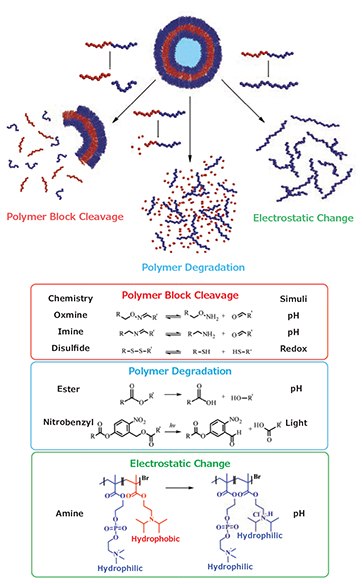 MATERIAL MATTERS, Volume 12, Number 2 Degradation/dissolution of polymersomes