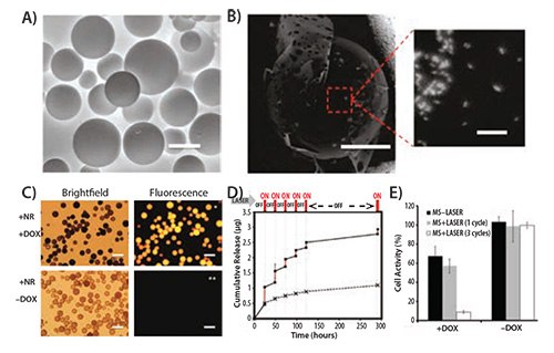A) Environmental scanning electron micrograph of polymeric microspheres ( MS) made of A6:HEA:tBA (10:20:70). The scale bar corresponds to 50 μM. B) Backscattered micrograph of the microsphere showing the embedded gold nanorods (bright spots, scale bar = 20 μM) and a magnified image of the highlighted area showing the nanorods within the microsphere (scale bar = 200 nM). C) Bright field and florescence images of the microsphere showing the microspheres. The DOX loaded microspheres show intense fluorescence (top panel, right) while those without DOX do not show any background fluorescence (bottom panel, right). Scale bar in all images corresponds to 100 μM. D) Cumulative drug release from the microspheres as a function of laser pulse (Wavelength = 808 nm) applied at physiological temperature (37 °C). E) Histogram plot of T6–17 cells activity after exposure to MS alone with laser and DOX-loaded MS with a laser pulse of 1 and 3 cycles (Laser power = 1.1 W, 5 min/cycle). Reprinted with permission from Reference 19, American Chemical Society 2011. Environmental scanning electron micrograph of polymeric microspheres