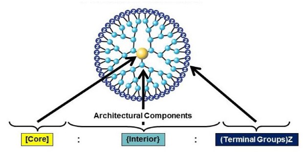 Schematic of PAMAM dendrimer Schematic of PAMAM dendrimer architecural components including the core, interior, and terminal groups.