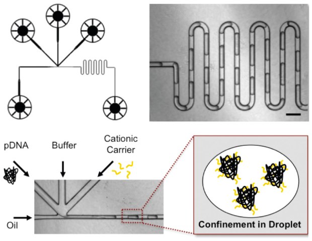 Microfluidic assembly of pDNA polyplexes Line art and photos showing microfluidic assembly of pDNA polyplexes
