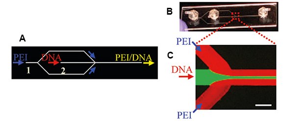 Microfluidic device illustration Microfluidic device illustration with two inlets and one outlet to prepare pDNA/PEI complexes. Microfluidic device photo with two inlets and one outlet to prepare pDNA/PEI complexes (B) expanded section highlights where the inlets meet