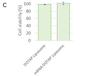 NanoFabTx™ Cell Viability After 24 hours, mRNA-DOTAP liposomes and empty liposomes were cytocompatible (100% cell viability).