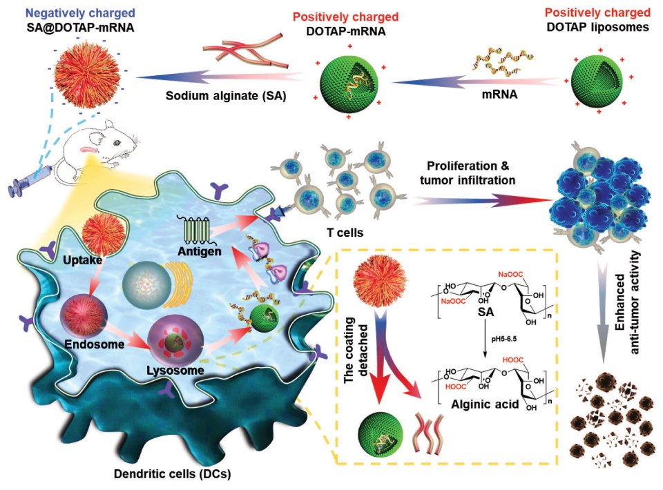 Negatively charged SA@DOTAP-mRNA-Preparation and mode of action An animated graphic showing steps, starting with a green colored spheres representing DOTAP liposomes surrounded by red colored positive charges on its surface, taking in mRNA, followed by coating of DOTAP-mRNA liposomes with sodium alginate forming negatively charged SA@DOTAP-mRNA represented as a fibrous ball of orange sphere and finally injected into a mouse. The bottom part has a blown up representation of a dendritic cell colored blue, showing uptake of the orange colored SA@DOTAP-mRNA by the cell followed by its delivery by the endosome to the lysosome which detaches the sodium alginate coating of SA@DOTAP-mRNA releasing DOTAP-mRNA. The mRNA then creates antigen of interest, which then activate T cells that proliferate and infiltrate the tumor cells and result in an enhanced anti-tumor activity.