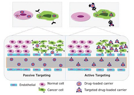 Graphical representation of passive versus active targeting. Graphical representation of passive versus active targeting.
