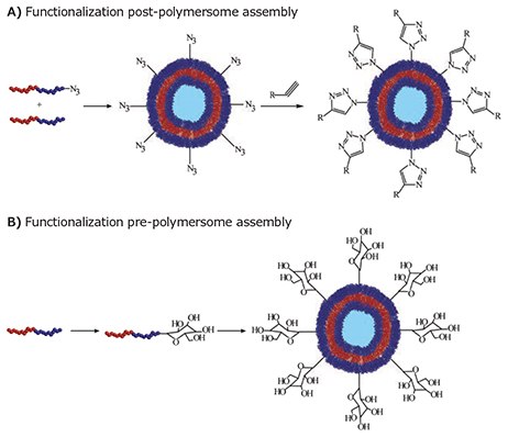 Strategies for the incorporation of targeting groups onto a polymersome surface. A) Targeting groups can be added to reactive groups presented on the polymersome surface post-polymersome formation. This process is exemplified here through the conjugation of an alkynefunctionalized targeting group onto azide groups presented on a polymersome surface. B) Alternatively, the targeting group can be conjugated onto the amphiphilic polymer pre-polymersome formation. The functional polymer is then self-assembled into the final polymersome structure which displays the targeting groups on its surface. This process is exemplified here through the conjugation of a sugar molecule onto a block copolymer, which is then selfassembled into a polymersome displaying the sugar groups on its surface. Strategies for the incorporation of targeting groups onto a polymersome surface.