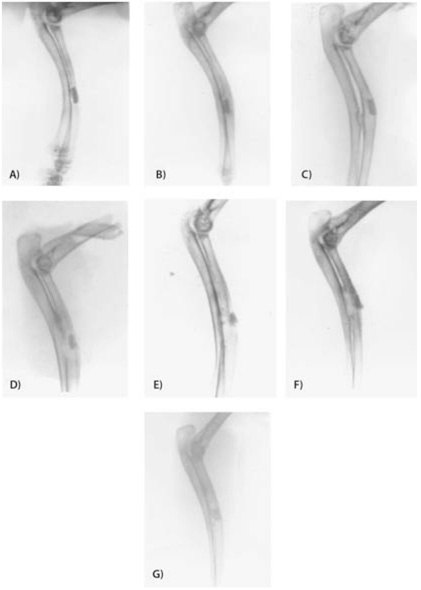 Radiographs of the prehardened phosphorylated chitosan Radiographs of the prehardened phosphorylated chitosan (P-chitosan)