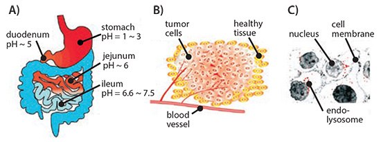 Schematic representation of differential pH environment at the organ (A), tissue (B), and cellular (C) level that could be exploited by pH-responsive drug delivery systems. Reprinted with permission from Reference 8, American Chemical Society 2010. Schematic representation of differential pH environment at the organ
