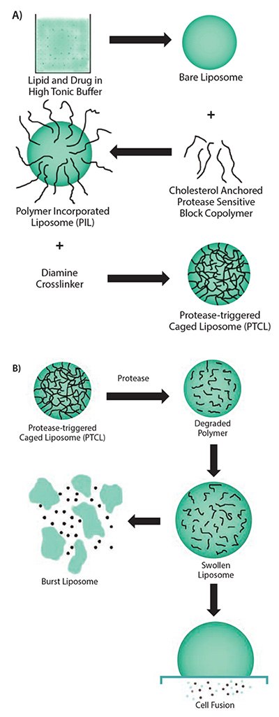 A) Scheme showing the multiple steps involved in the synthesis of uPA-sensitive, polymer-caged liposomes. B) Proposed mechanism of action of the polymer-caged liposomes in response to presence of enzyme. Reprinted with permission from Reference 15, American Chemical Society 2011. Scheme showing the multiple steps involved in the synthesis of uPA-sensitive