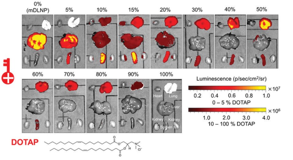 LNPs with 0% to 100% SORT lipid Representation of a systematic shift in the expression of luciferase protein measured as a function of luminescence from the liver to spleen to lung with respect to different percentage of a permanently cationic lipid (DOTAP) used to make a series of LNPs with 0, 5, 10, 15, 20, 30, 40, 50, 60, 70, 80. 90, and 100 % of SORT lipid (fraction of total lipids). The change in luminescence is shown with varying intensities of red color.