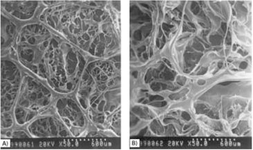 SEM images of bilayer chitosan sponges The SEM images of bilayer chitosan sponges