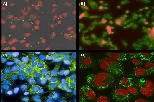 Flash NanoPrecipitation (FNP) – Principles and Applications in Medical Imaging and Drug Delivery Targeting application of FNP nanoparticles