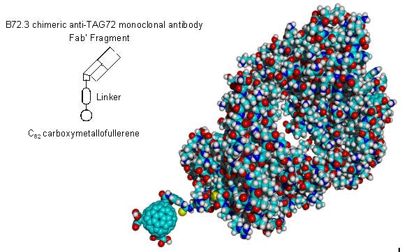 Hypothetical fullerene antibody conjugate constructed from a C82 carboxymetallofullerene and a chimeric B72.3 Fab’ antibody fragment. The B72.3 x-ray structure is from the national protein databank entry 1BBJ.<sup>1</sup> Hypothetical fullerene antibody conjugate constructed from a C82 carboxymetallofullerene and a chimeric B72.3 Fab’ antibody fragment.