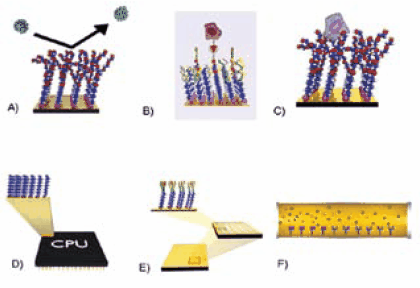 Possible applications for alkanethiol monolayers. A) Non-fouling surfaces B) SAMs with specific binding receptors C) Cell supports for native cell growth and studies D) Molecular electronics E) Microarrays F) Separations. Possible applications for alkanethiol monolayers