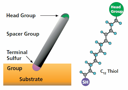 Schematic diagram of a thiol molecule. Schematic diagram of a thiol molecule.