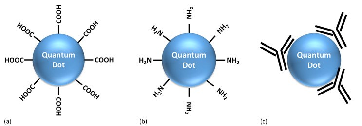 Cartoons representing surface functionalized QDs: (a) carboxyl functionalized, (b) amine functionalized, (c) antibody conjugated Three diagrams labeled (a), (b), and (c), each showing a spherical quantum dot with various molecular groups attached to its surface. Diagram (a) shows a quantum dot with four carboxyl groups (-COOH) attached. Diagram (b) depicts a quantum dot with four amine groups (-NH2) attached. Diagram © illustrates a quantum dot with multiple amine groups protruding from its surface, indicating a higher density of attachment compared to diagram (b). The image represents the functionalization of quantum dots, which is important in fields like nanotechnology and materials science for tailoring the properties of these nanoparticles for specific applications.