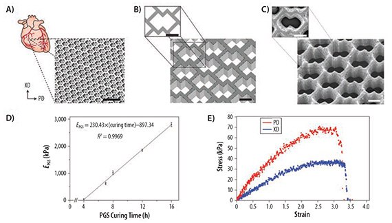 Accordion-like honeycomb scaffolds yield anisotropic mechanical properties similar to native myocardium