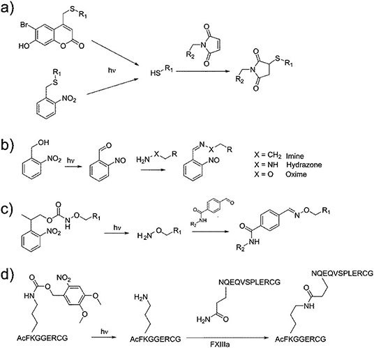 Four examples of photoresponsive crosslinking approaches. (Reproduced with permission from referece 5, copyright 2017 the Royal Society of Chemistry) Four examples of photoresponsive crosslinking approaches.