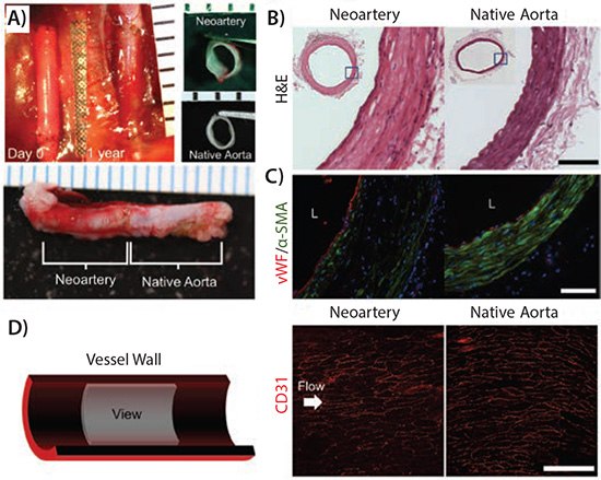 Gross morphology and tissue architecture of neoarteries resemble native arteries