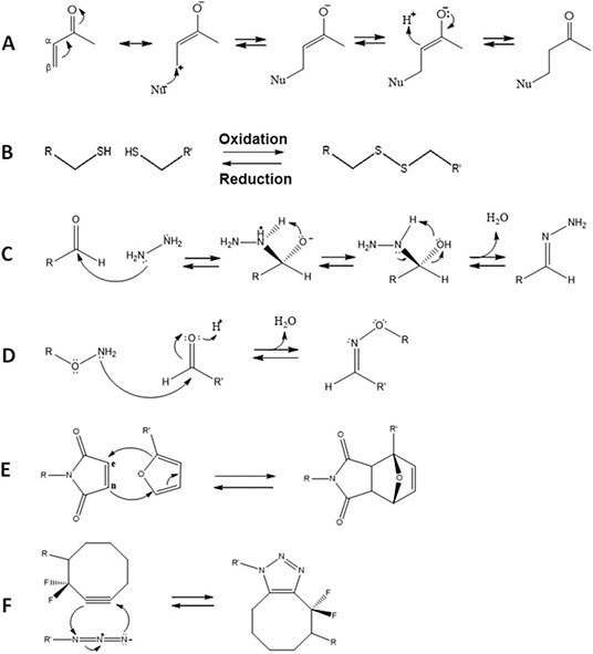 Examples of different in situ crosslinking chemistries: A) Michael addition; B) disulfide bond formation; C) hydrazone condensation; D) oxime formation; E) Diels-Alder cycloaddition; F) strain-promoted alkyne-azide Huisgen cycloaddition. (Reproduced with permission from reference 3, copyright 2014 John Wiley & Sons). Situ crosslinking chemistries