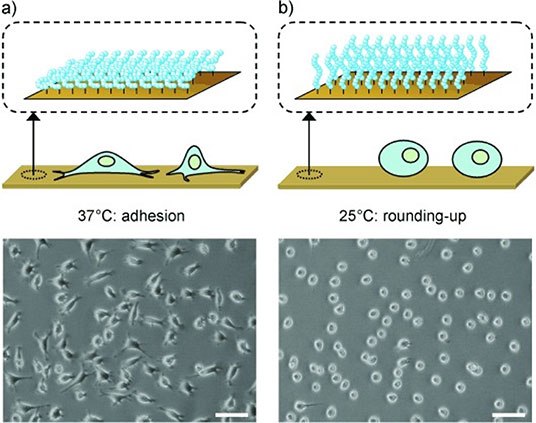 Print Microscopy images of L929 mouse fibroblasts on poly(OEGMAco-M(EO)2MA)-modified gold substrates