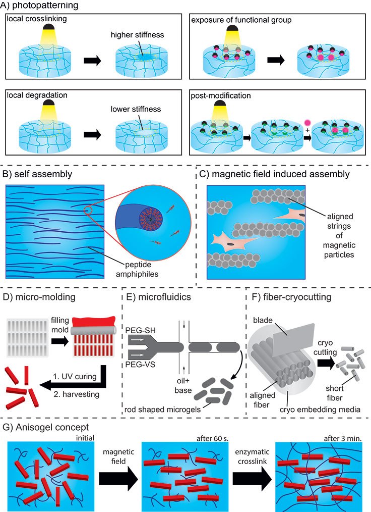Fabrication methods for hydrogel-based scaffolds with photopatterning, oriented self-assembling nanofibers, and the formation of guiding structures using an external magnetic field Technologies to induce hierarchy and orientation into hydrogels