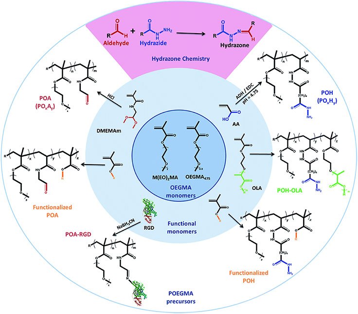 Print Library of functionalized hydrazide and aldehyde-functionalized poly(oligoethylene glycol methacrylate)