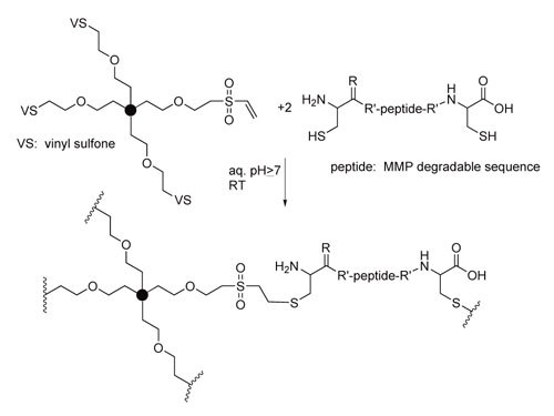 Enzymatically degradable hydrogels via Michael addition of cysteinecontaining peptides to vinyl sulfone groups