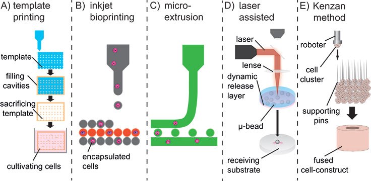 Different Bioprinting Methodes to print 3D hydrogel constructs in combination with cells and proteins Fabrication methods for hydrogel-based scaffolds