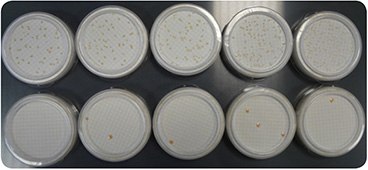 Comparison of bacteria growth on R2A (top) and TSA (bottom) media Comparison of bacteria growth on R2A (top) and TSA (bottom) media.