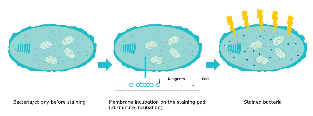 The principle of fluorescent staining Keywords: fluorescence, fluorescent staining, staining bacteria, rapid microbial detection, staining pad, rapid bacteria detection Mecanismo de tinción fluorescente para la detección rápida de microbios