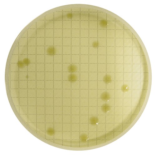 Agar plate with visible bacteria colonies Keywords: Agar Plate, Bacteria, Microorganisms, Colonies, Incubated Placa de agar reincubada con colonias de bacterias visiblemente desarrolladas
