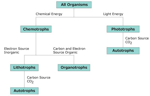Classification of microorganisms based on energy sources A flowchart illustrating the classification of all organisms into chemotrophs, and phototrophs based on their energy sources, with further subdivisions into lithotrophs, organotrophs, and autotrophs.