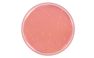 Bile Tolerant Gram Negative Bacteria Bile Tolerant Gram Negative Bacteria
