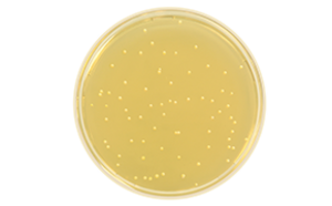 Candida Albicans Candida Albicans