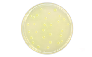 Pseudomonas Aeruginosa Pseudomonas Aeruginosa