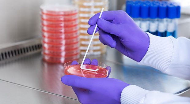 Solid ready to use culture media for microbial testing A laboratory technician wearing gloves is using a sterile swab to inoculate a red agar Petri dish