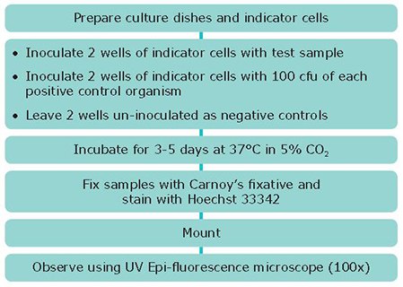 DNA staining methods DNA staining methods