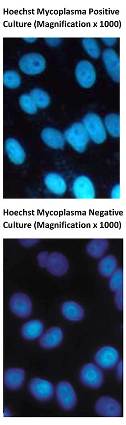Microsoft Word - Protocol 10_Testing Cells for Mycoplasma Contamination by Indirect DNA Staining Hoechst Mycoplasma