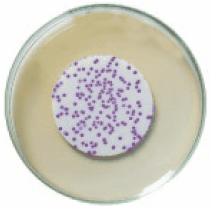 HiCrome™ M-TEC Agar for differentiation and enumeration of thermotolerant E.coli from water by membrane filtration technique. E.coli colonies appear blue because the chromogen, X-glucuronide, is cleaved by the enzyme β-glucuronidase. HiCrome™ M-TEC Agar for differentiation