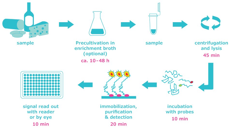 HybriScan® Rapid Molecular Detection System Workflow HybriScan® system screening workflow includes pre-cultivation of the sample in enrichment broth. After centrifugation, the sample is incubated, immobilized, purified, and finally detected with a read out available in less than 10 min. The total analysis time takes up to 2–2.5 hours.