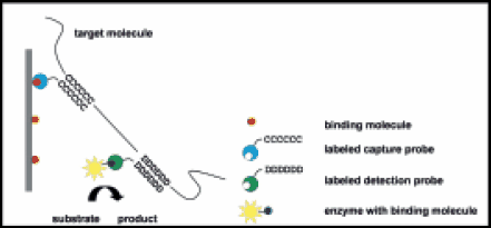Principle of the HybriScan sandwich hybridisation assay