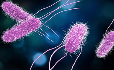 Salmonella Species Salmonella bacteria contamination and testing